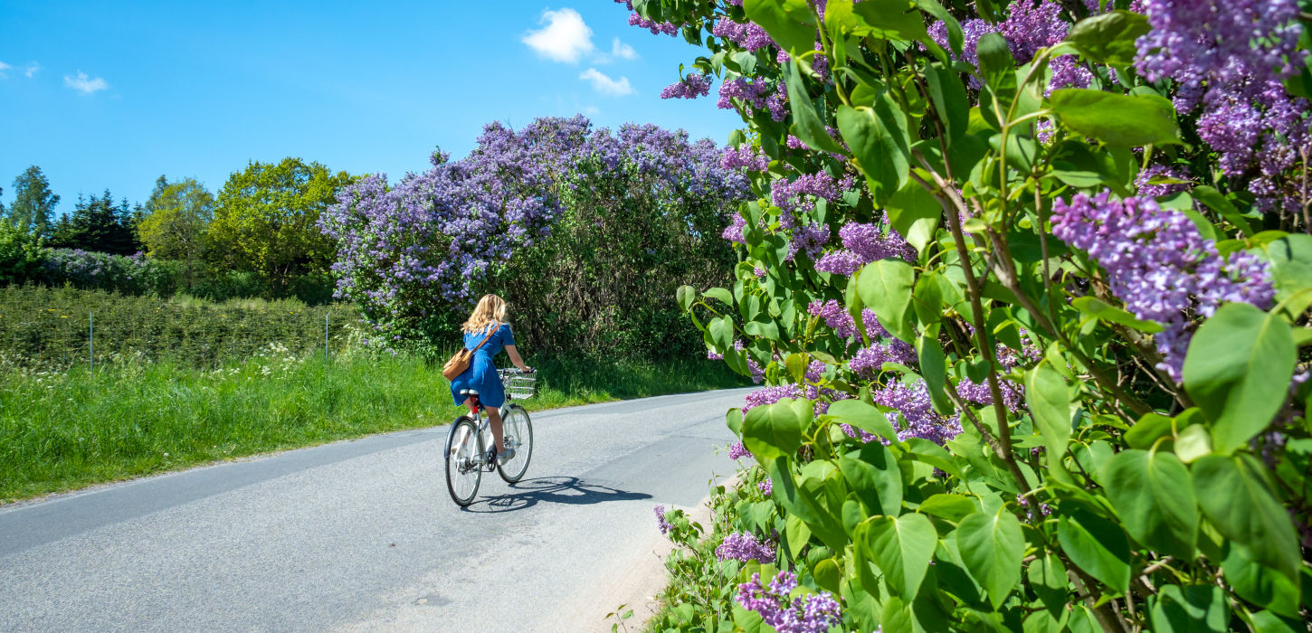 Frau auf dem Fahrrad im Land des Flieders