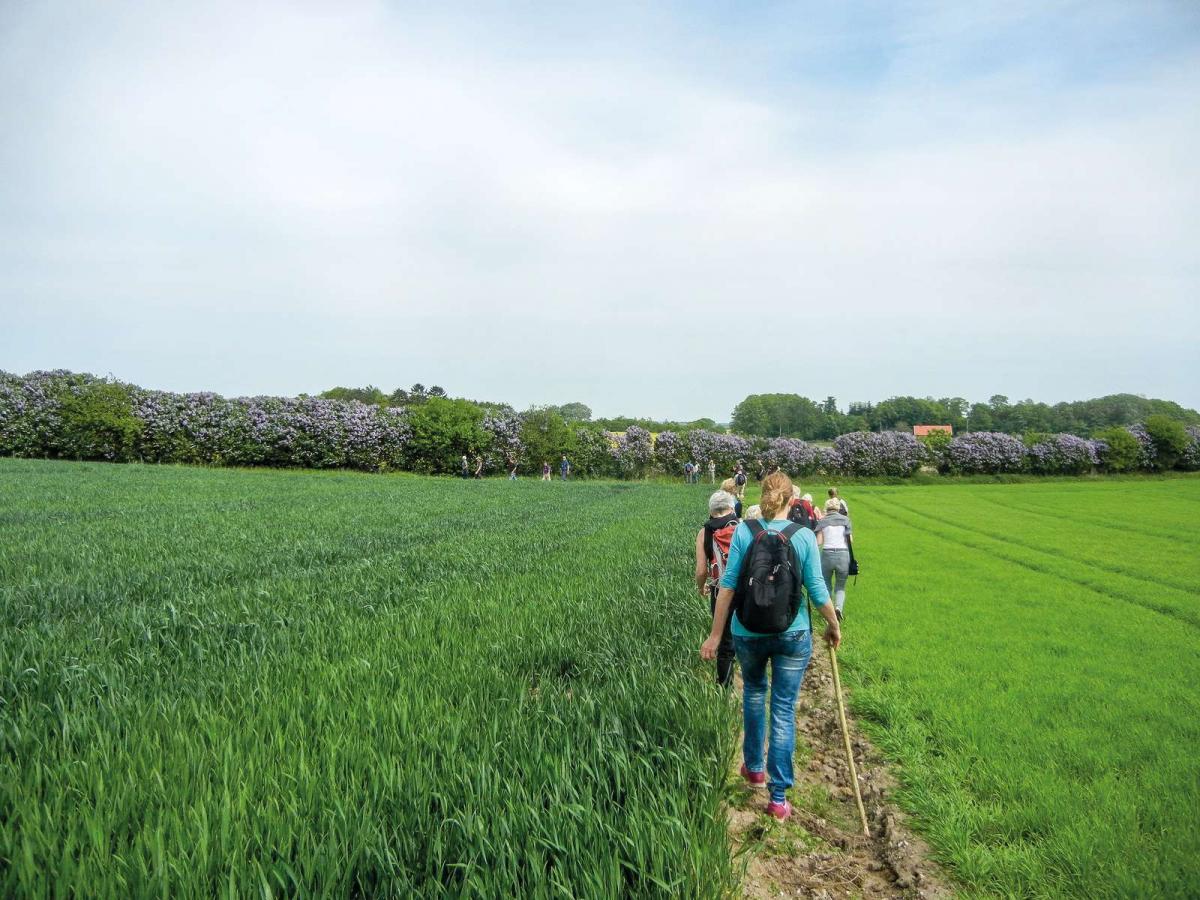 Vandretur i Syrenland | Sydfynske Syrendage | VisitFaaborg