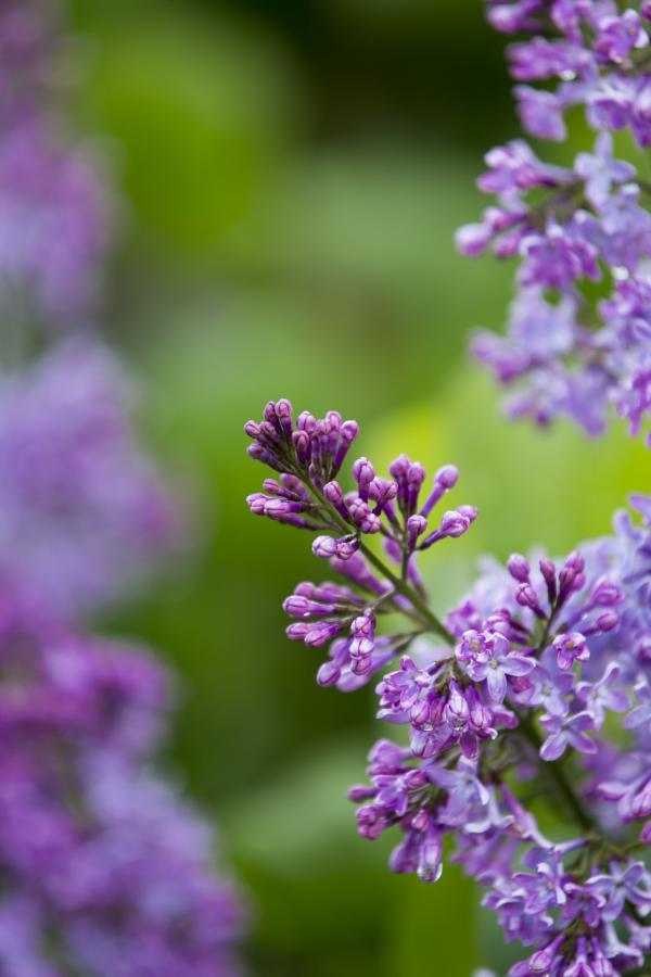 Lilacs for South Funen Spring and South Funen Lilac Days