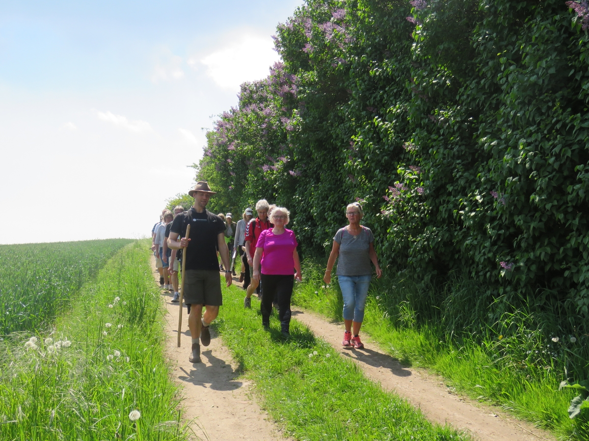 Lilac hike with guide South Funen Lilac Days