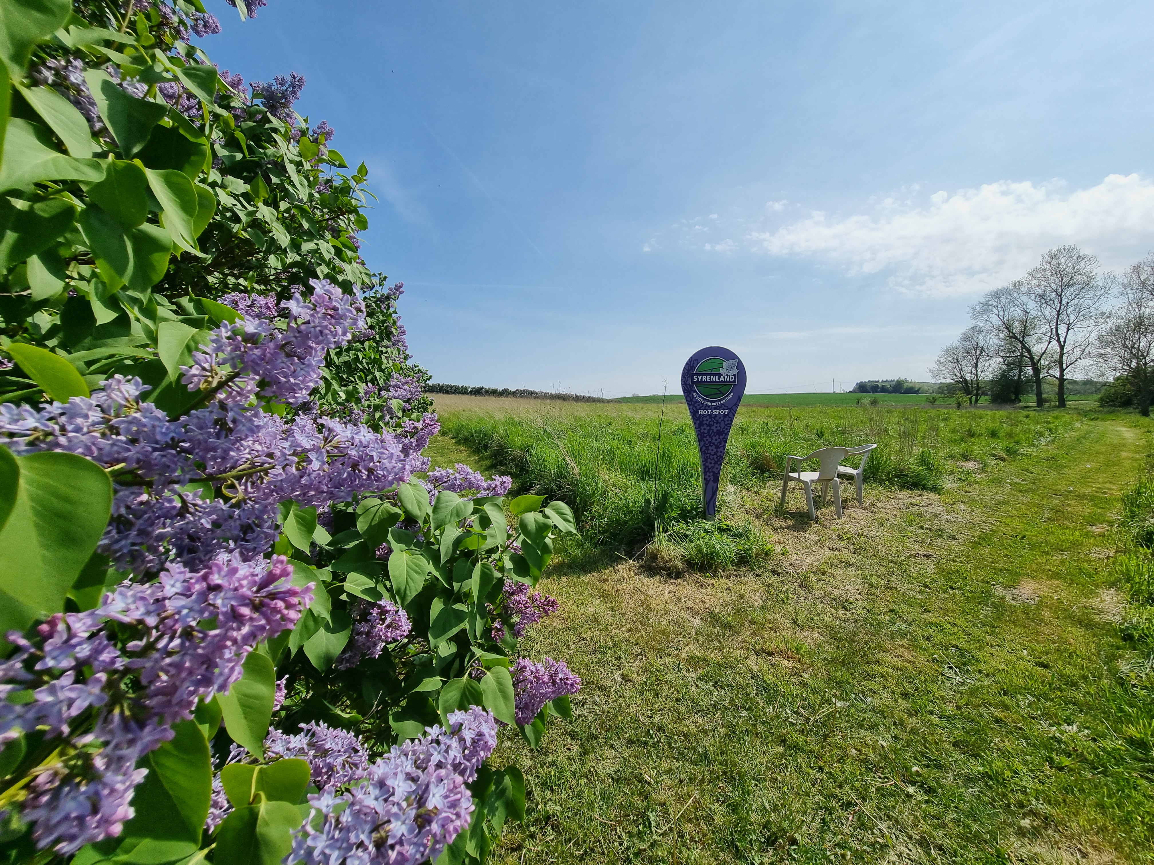 Flieder-Hotspot 3 - Sandholt Lyndelse